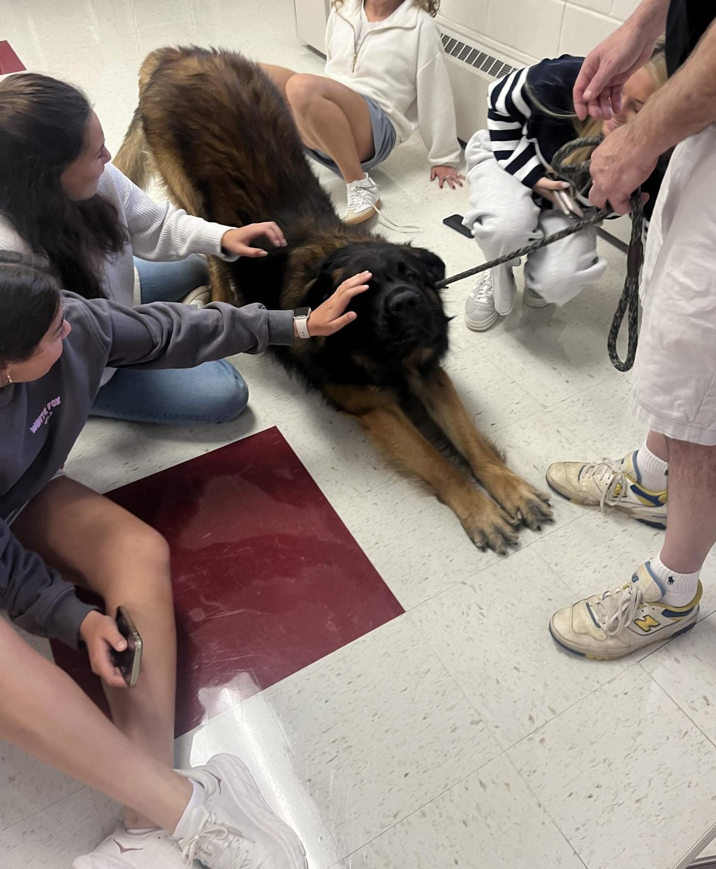 Senior Addsion Chisholm petting George during her time with the therapy dogs